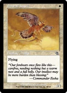 Suntail Hawk - Judgment