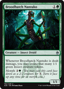 Broodhatch Nantuko - Masters 25