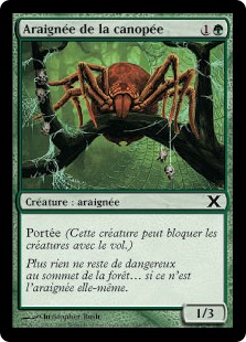 Araignée de la canopée - 10ième Edition