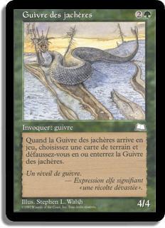 Guivre des jachères - Aquilon